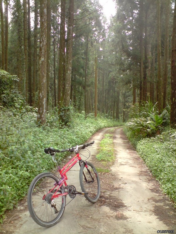 阿里山石棹MTB祕徑