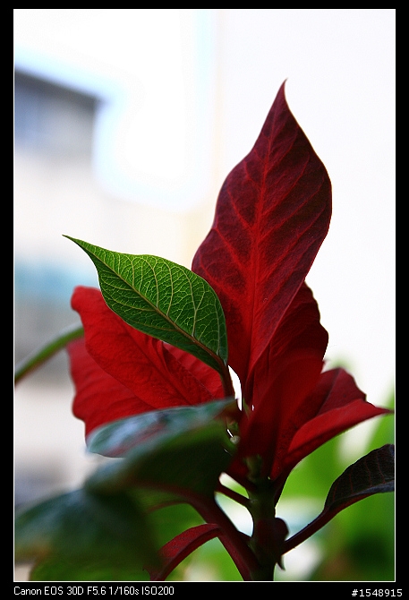 雙機流~我的Canon DSLR新手之路