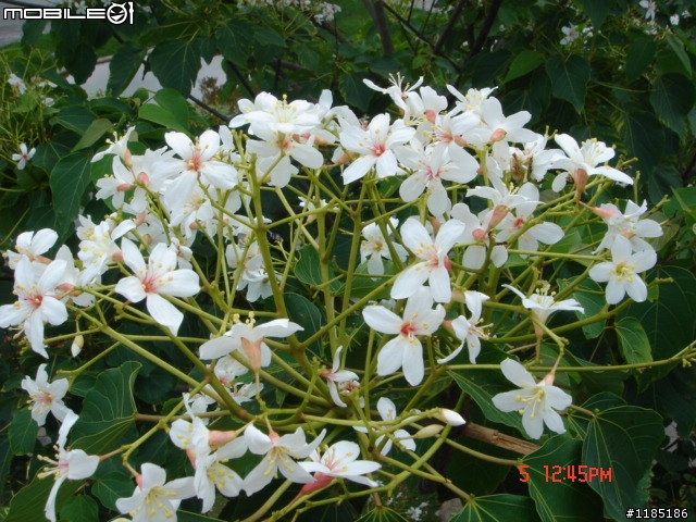 高雄-尾寮山 雲林-古坑 台東-池上 桐花遊