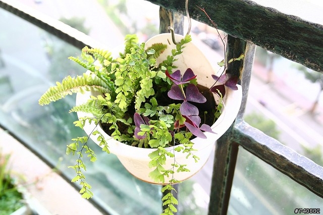 陽台上的蓮花盆
