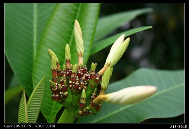 雙機流~我的Canon DSLR新手之路