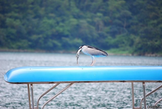 老機 D40X + 55-200mm 拍鳥