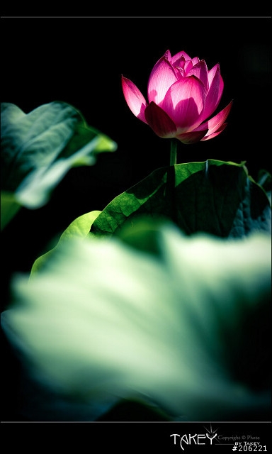 [更新]2012荷花季又到了--歡迎貼圖~~