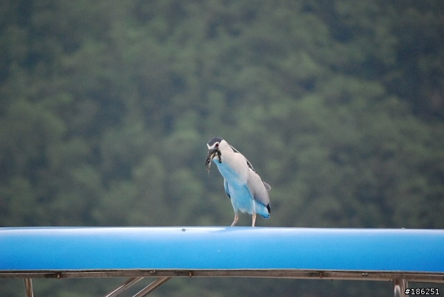 老機 D40X + 55-200mm 拍鳥