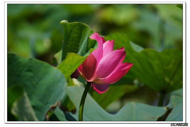 TAMRON SP 70-300mm A005開箱+試鏡實拍