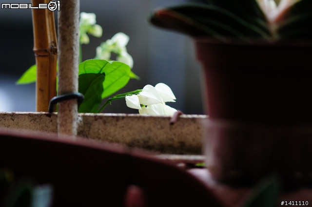 [簡易開箱 更新 破解MACRO ]窮人的小寶劍 Sigma 70-300 F4-5.6 APO DG MACRO-