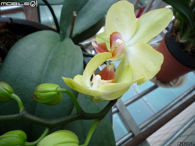 等待了一年多的蘭花總算開了...
