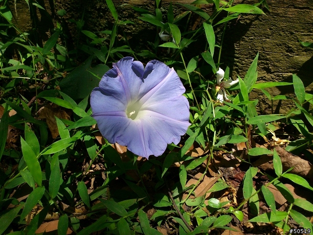 離我最近的桐花