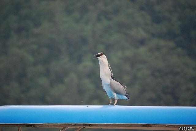 老機 D40X + 55-200mm 拍鳥