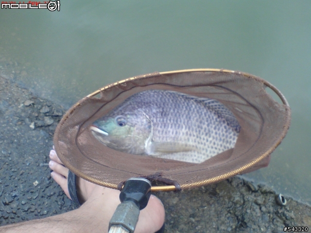 [分享]2011/05/15 開心農場 & 龍潭民生休閒池 (新增魚體照片) 20110522 民生魚池