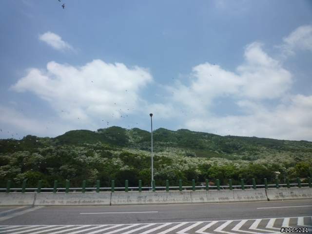 高美溼地綠田海、火燄山上白雪花