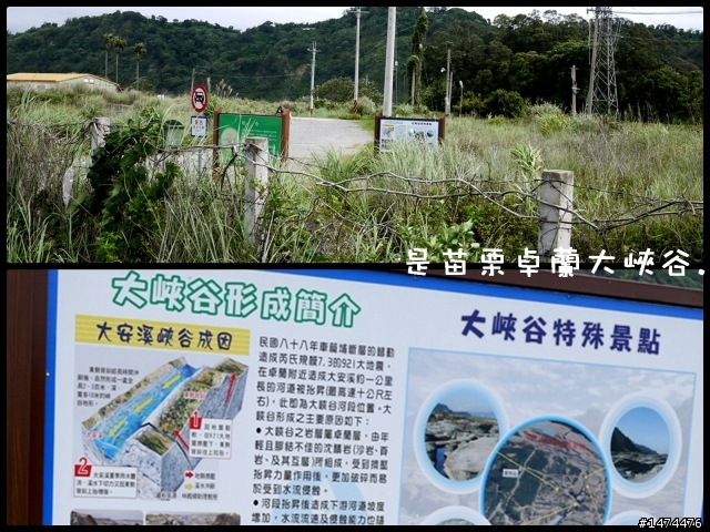 分享可議帶寵物去的地方.【卓蘭大峽谷。五福臨門神木。情人木橋。洲際棒球場】