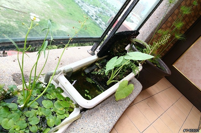 陽台上的蓮花盆