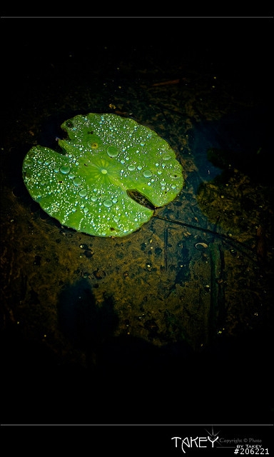 [更新]2012荷花季又到了--歡迎貼圖~~