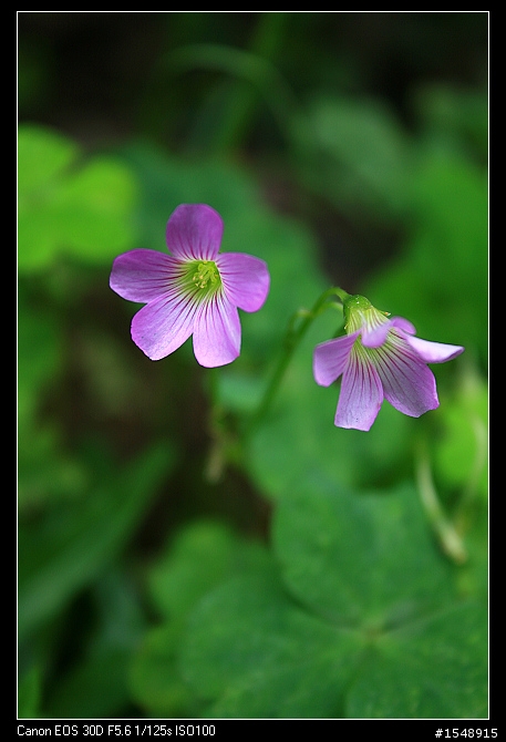 雙機流~我的Canon DSLR新手之路