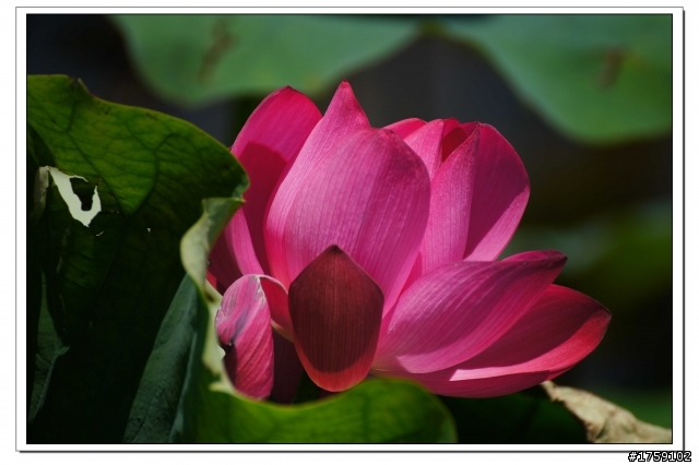 TAMRON SP 70-300mm A005開箱+試鏡實拍