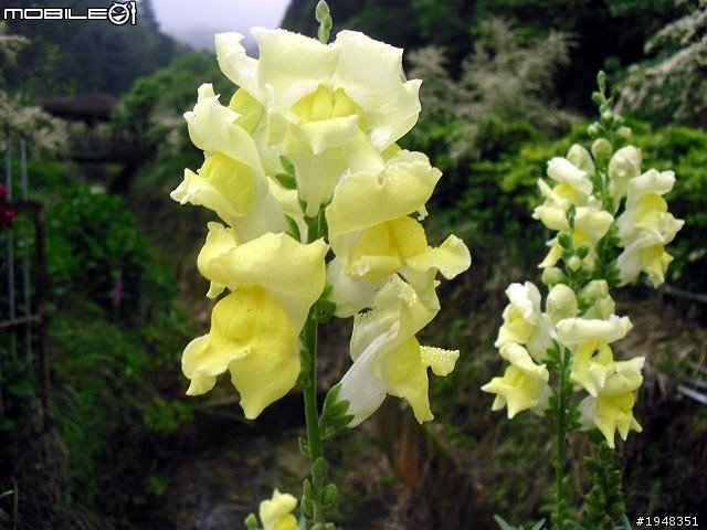 杉林溪之...都是花....