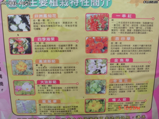 高雄-尾寮山 雲林-古坑 台東-池上 桐花遊