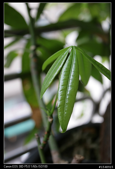 雙機流~我的Canon DSLR新手之路