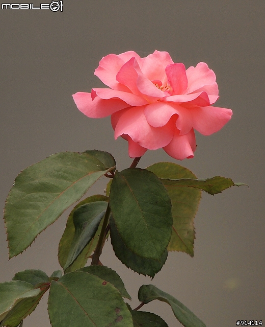 O 家的朋友,一起來蓋2011年蓮花大樓囉!