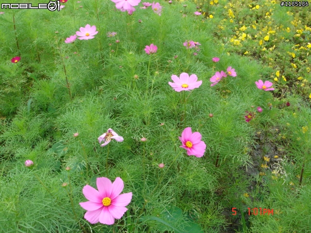 高雄-尾寮山 雲林-古坑 台東-池上 桐花遊