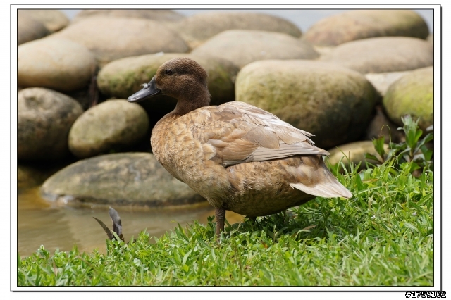 TAMRON SP 70-300mm A005開箱+試鏡實拍