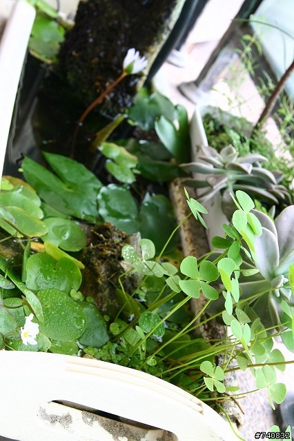 陽台上的蓮花盆