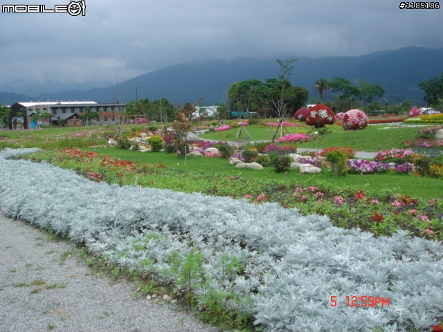 高雄-尾寮山 雲林-古坑 台東-池上 桐花遊