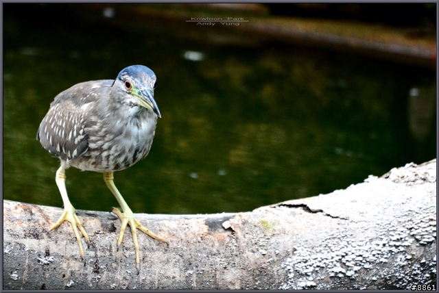 Sigma APO 50-500mm F4.5-6.3 DG OS HSM 開箱 + 照片測試