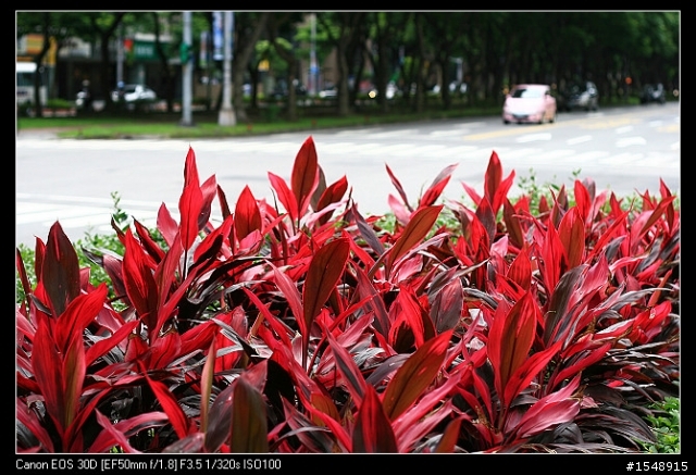 雙機流~我的Canon DSLR新手之路