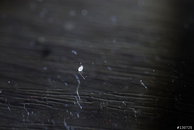 有誰知道這是什麼蟲?  還有什麼綠蝸牛?