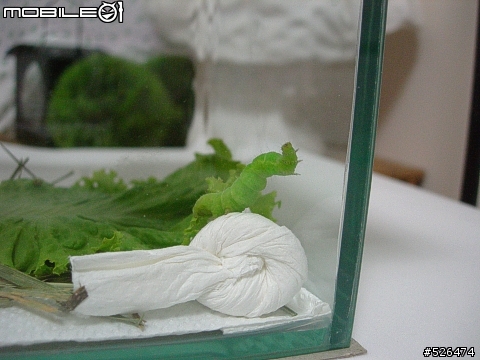 房東姐姐送給我們菜（最後的，交待小毛後事....，5/16更新）