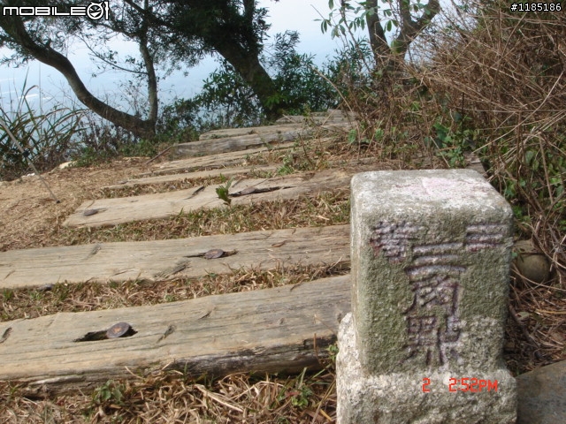 高雄-尾寮山 雲林-古坑 台東-池上 桐花遊