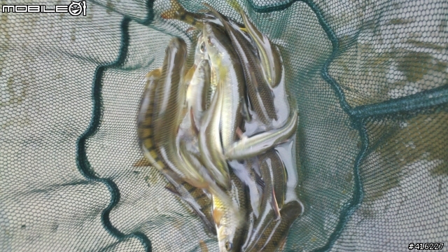 [溪釣]颱風前的小玩一下