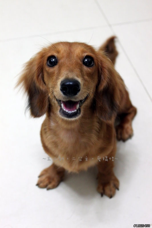 向大家介紹我家的腸腸