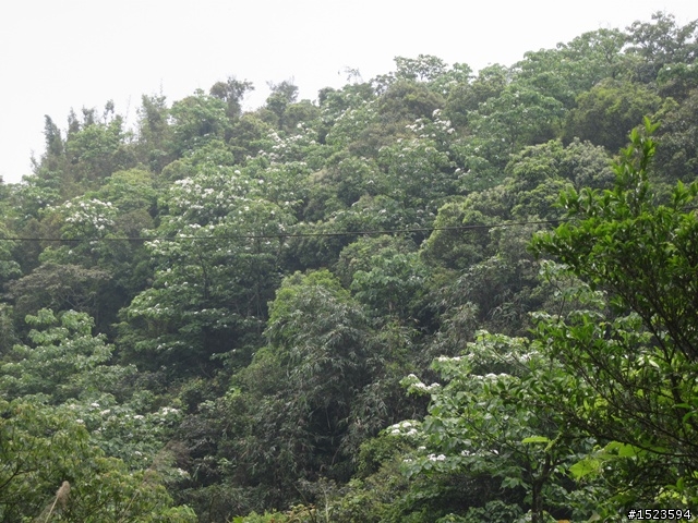 戀戀北大武 Part 2 ~ 桐花尋跡