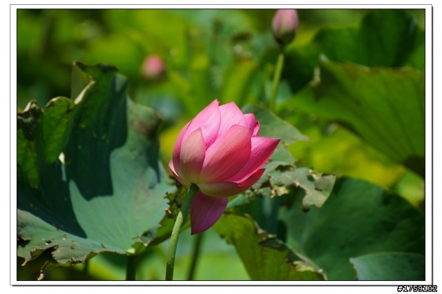 TAMRON SP 70-300mm A005開箱+試鏡實拍