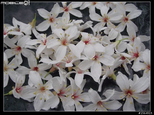 客家大院.油桐花.(外加高難度動作圖片.限制級)