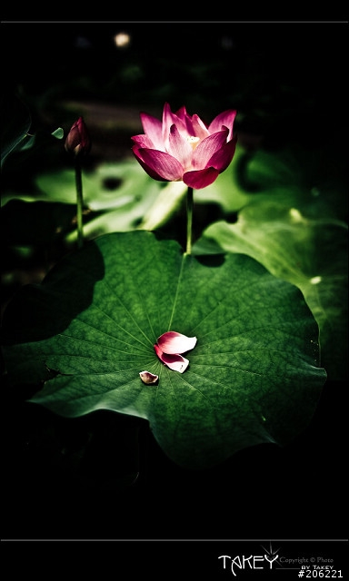 [更新]2012荷花季又到了--歡迎貼圖~~
