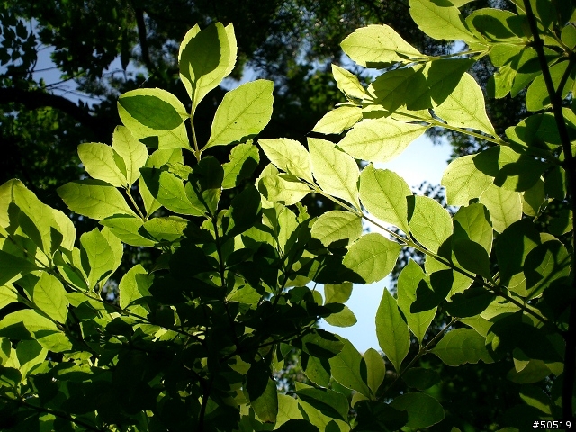 離我最近的桐花