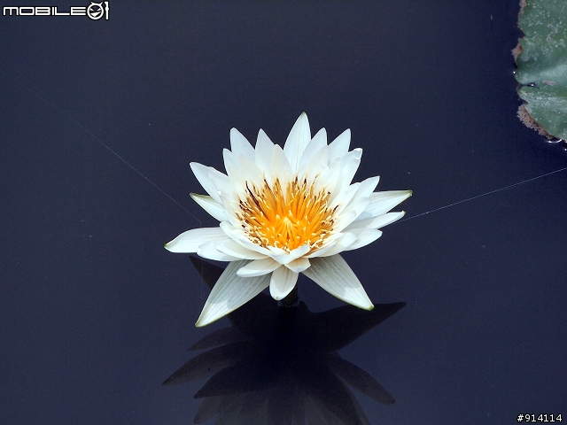 O 家的朋友,一起來蓋2011年蓮花大樓囉!