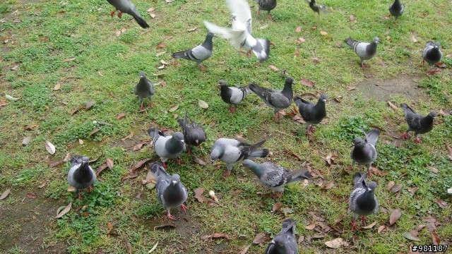 日本大阪+京都旅遊~有制服美少女哦(新增照片)