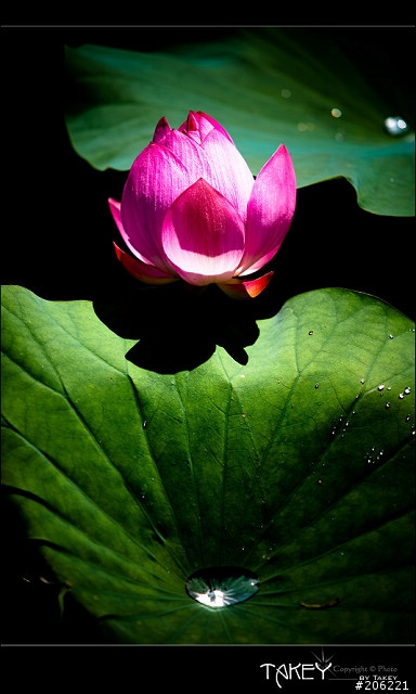 [更新]2012荷花季又到了--歡迎貼圖~~