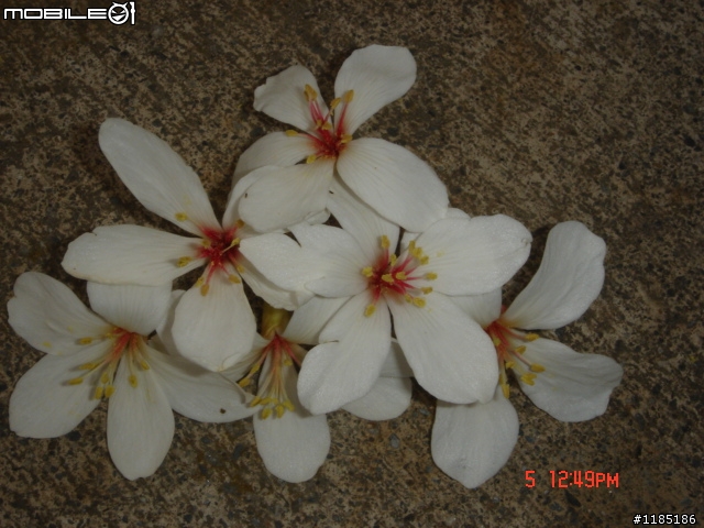 高雄-尾寮山 雲林-古坑 台東-池上 桐花遊