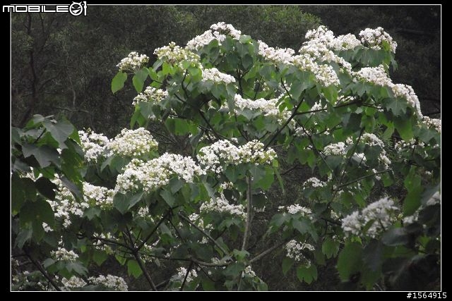 客家大院.油桐花.(外加高難度動作圖片.限制級)