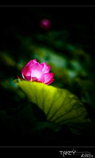 [更新]2012荷花季又到了--歡迎貼圖~~