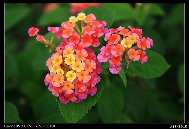 雙機流~我的Canon DSLR新手之路