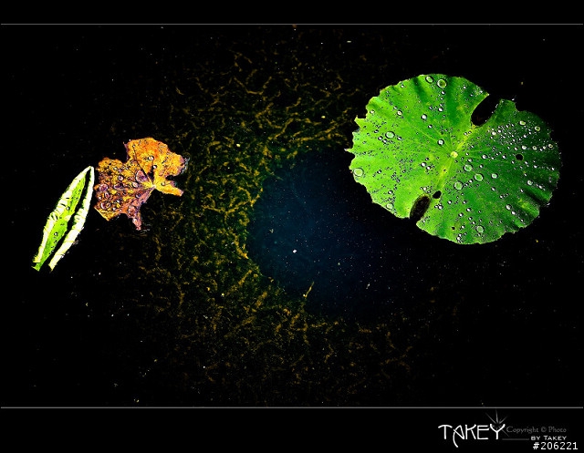 [更新]2012荷花季又到了--歡迎貼圖~~