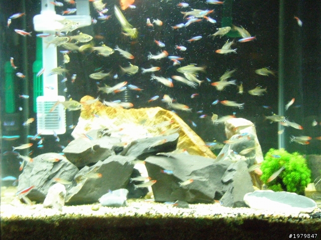 分享我的魚缸!!......喜愛水族........簽到!!