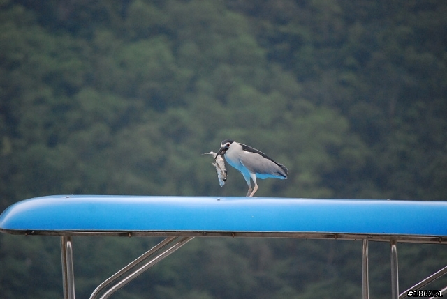 老機 D40X + 55-200mm 拍鳥
